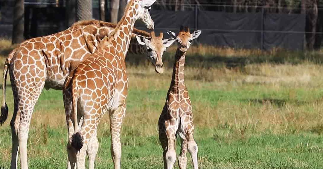 Three giraffes in an outdoor zoo enclosure with grassy terrain during spring or summer daylight conditions
