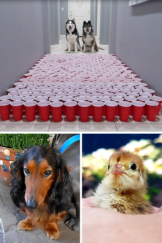 Collage of three video stills, one large above two small. Top: Two huskies with predominantly white fur and black markings sit at the end of a hallway, surrounded by red…