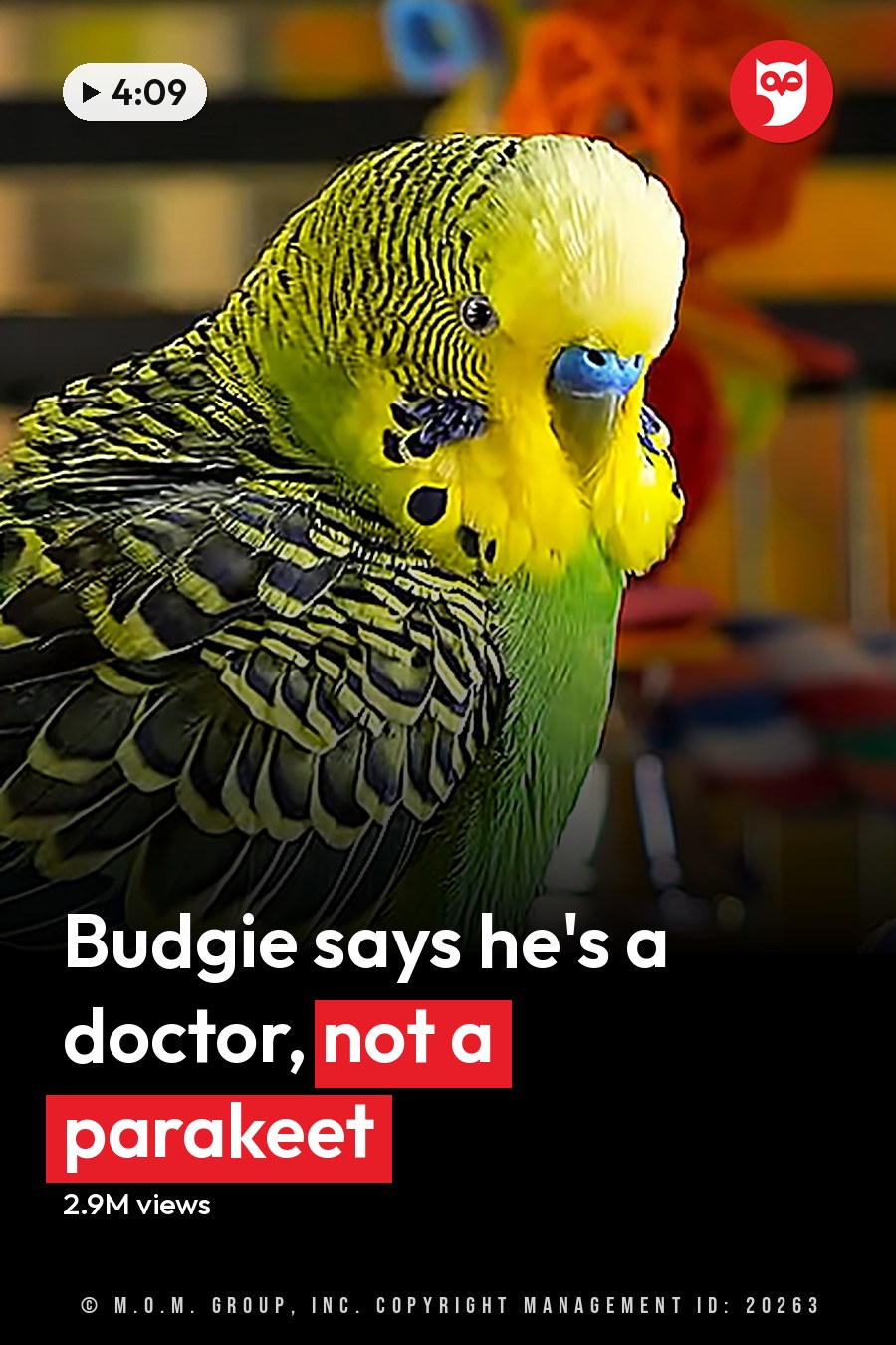 A budgerigar parakeet with green plumage and yellow-black markings indoors in a pet environment. The headline runs in white letters across the lower third.