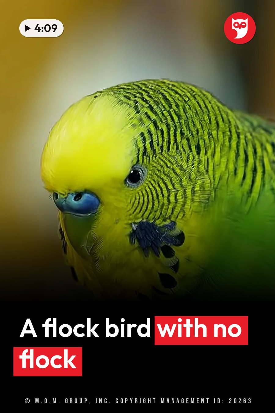 A yellow-green budgie with black stripes on its head and a blue beak looks to the side against a blurred background. A headline runs in white letters across the lower third.