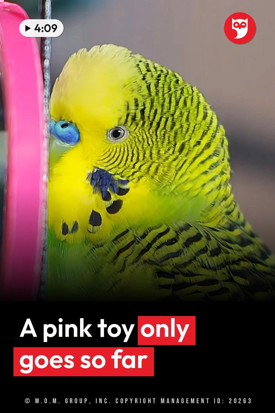 A yellow-green budgie with black stripes pecks at a pink object beside its beak. A headline runs in white letters across the lower third.
