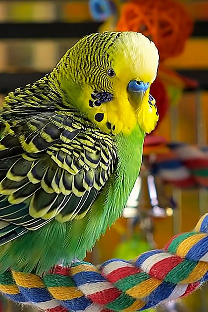 A budgerigar parakeet with green plumage and yellow-black markings indoors in a pet environment.