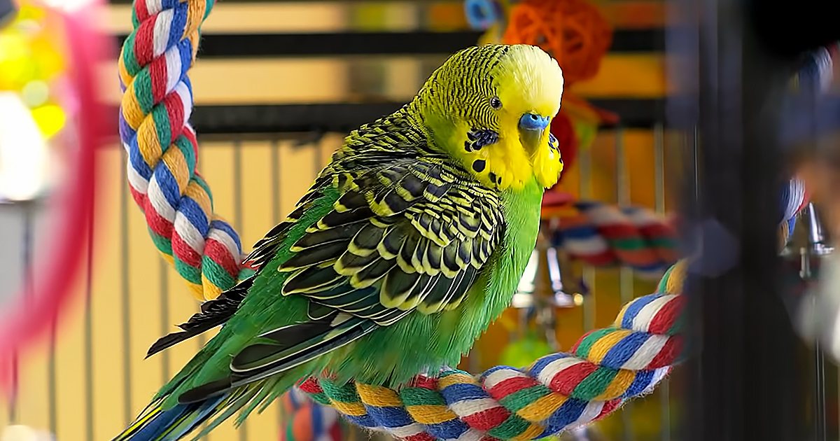 A budgerigar parakeet with green plumage and yellow-black markings indoors in a pet environment.