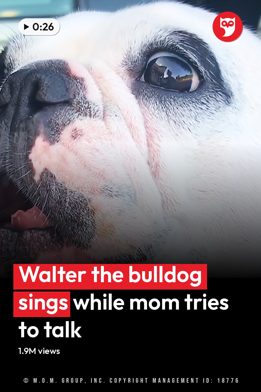 A French Bulldog or similar breed dog with white fur and black markings, sitting inside a car with trees and daylight in the background. The headline runs in white letters across the lower third.