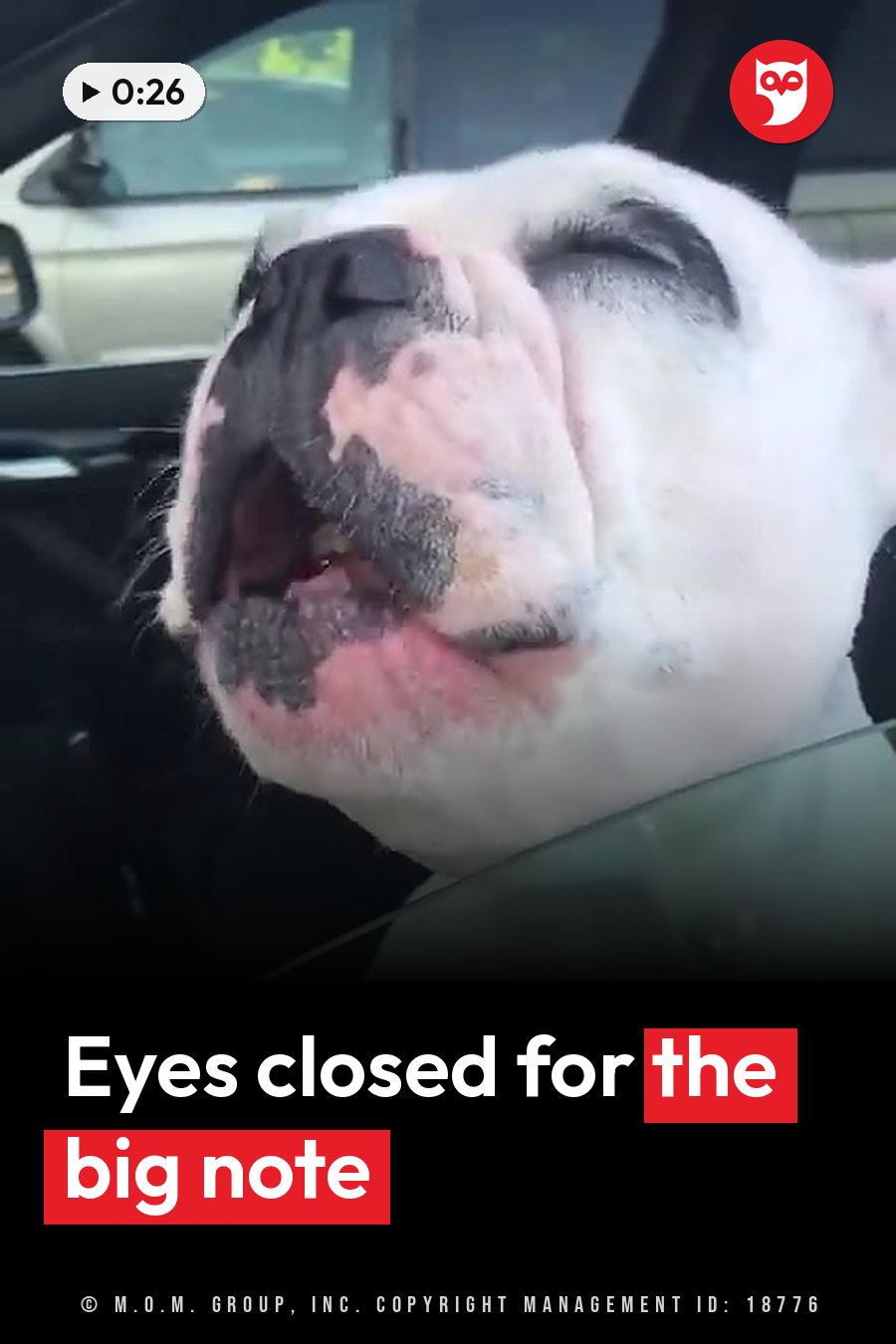 A white dog with a black muzzle rests his head against a car window with his eyes closed and his mouth slightly open. A headline runs in white letters across the lower third.
