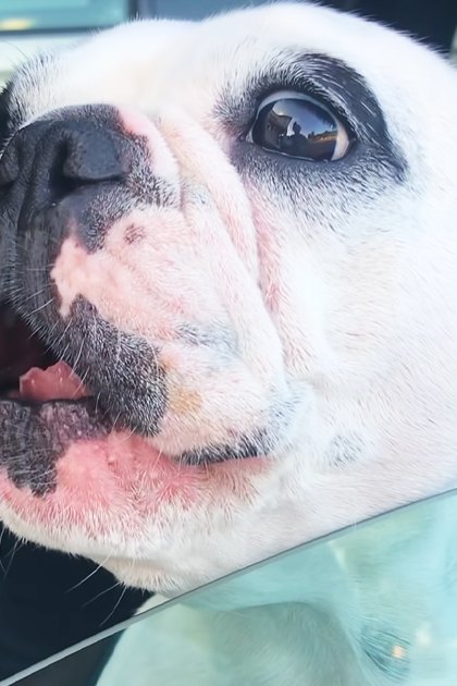 A French Bulldog or similar breed dog with white fur and black markings, sitting inside a car with trees and daylight in the background.