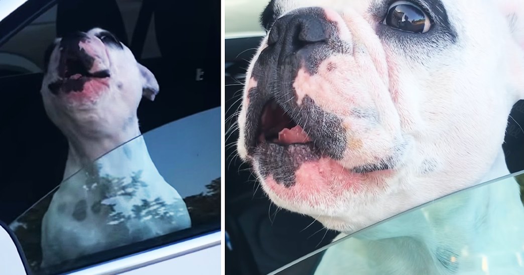 A French Bulldog or similar breed dog with white fur and black markings, sitting inside a car with trees and daylight in the background.