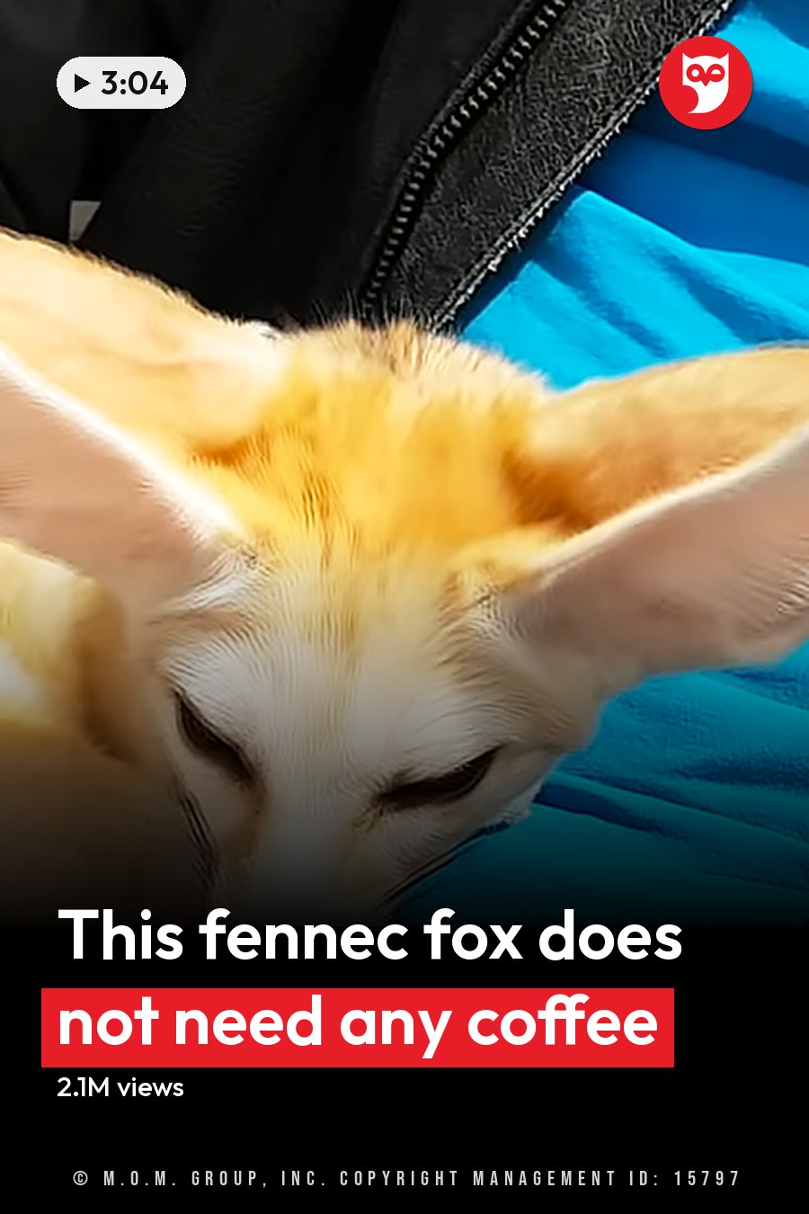 A fennec fox with light brown and white fur indoors, held by an adult male person wearing a black jacket and blue garment in natural daylight. The headline runs in white letters across the lower third.