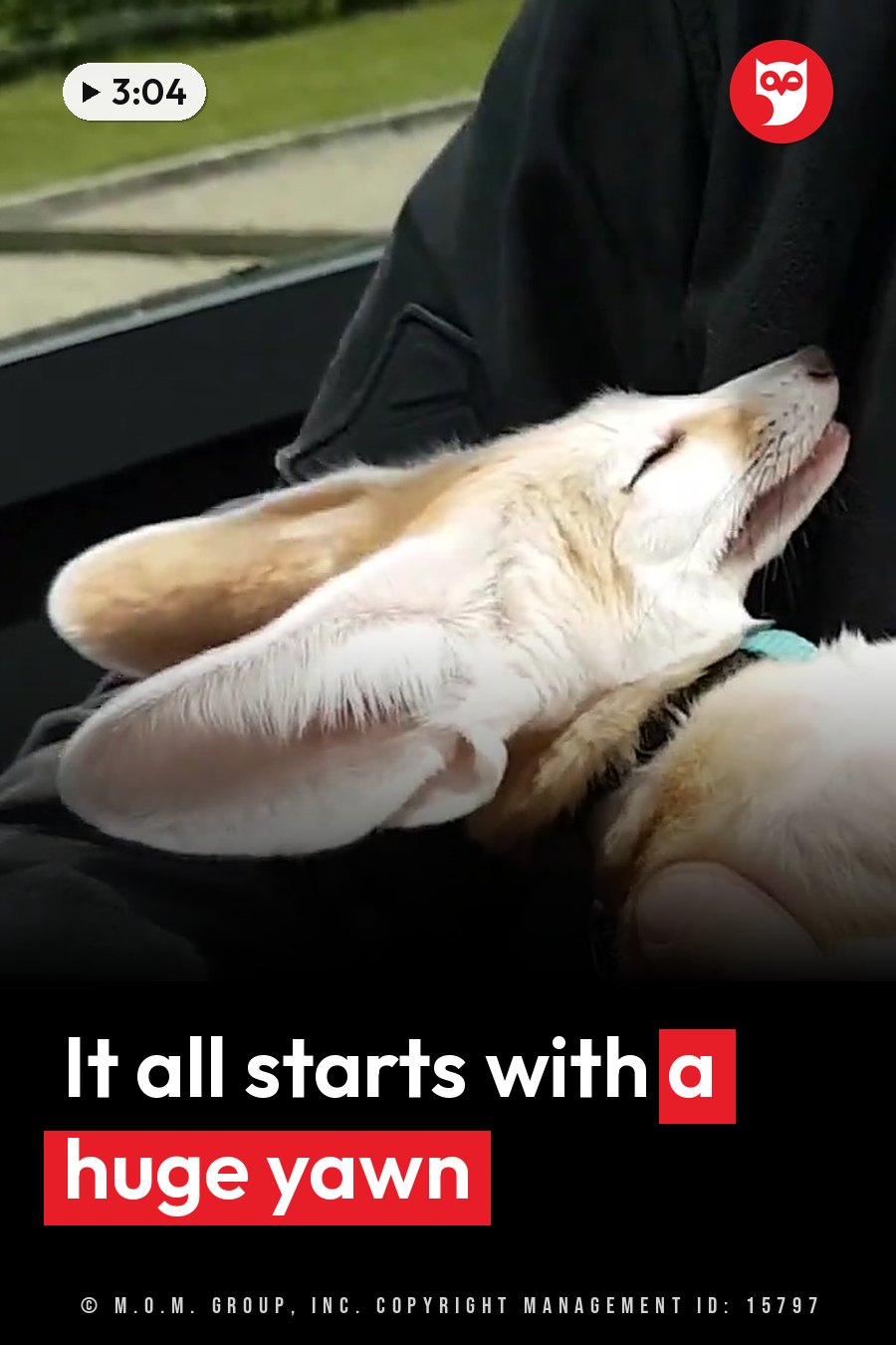 A small fox with large ears rests her head on a person's arm while yawning widely. A headline runs in white letters across the lower third.