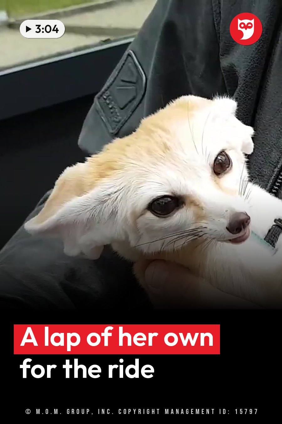 A small fennec fox with large ears rests on a person's lap inside a vehicle. A headline runs in white letters across the lower third.