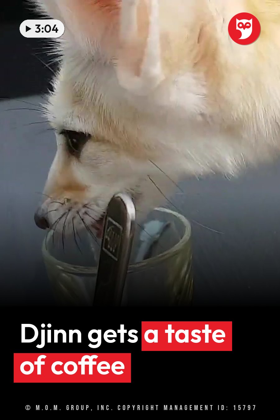 A fennec fox drinks from a glass with a spoon inside. A headline runs in white letters across the lower third.