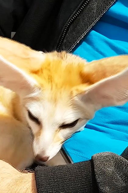 A fennec fox with light brown and white fur indoors, held by an adult male person wearing a black jacket and blue garment in natural daylight.
