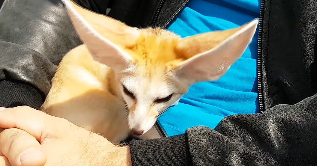 A fennec fox with light brown and white fur indoors, held by an adult male person wearing a black jacket and blue garment in natural daylight.