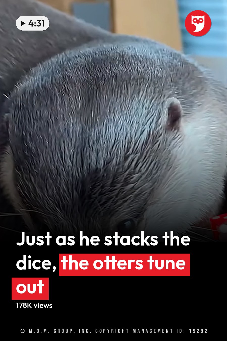A gray otter with white markings indoors, surrounded by red dice on a wooden table. The headline runs in white letters across the lower third.