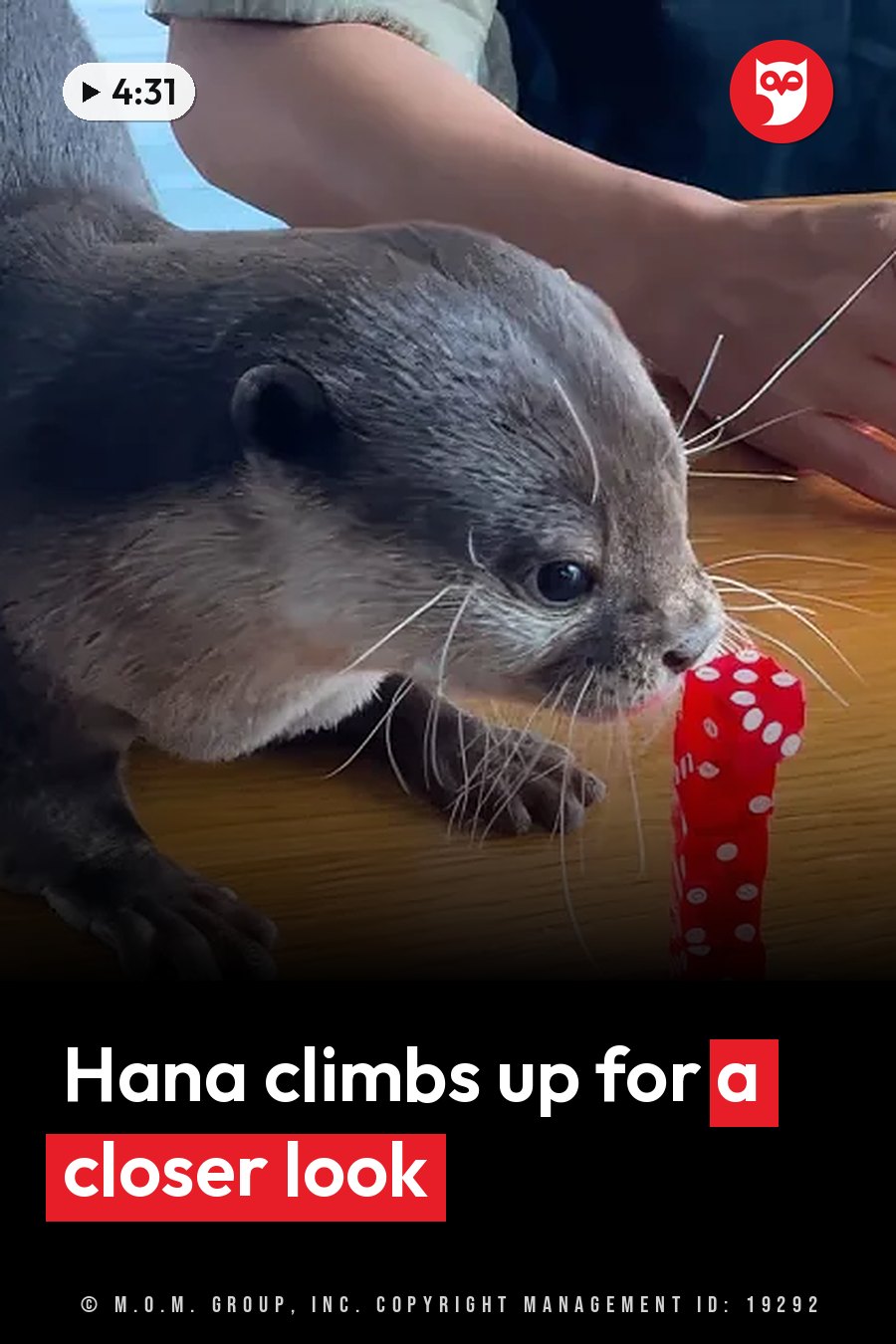 A small otter sniffs a red, spotted object on a wooden table beside a person's resting arm. A headline runs in white letters across the lower third.