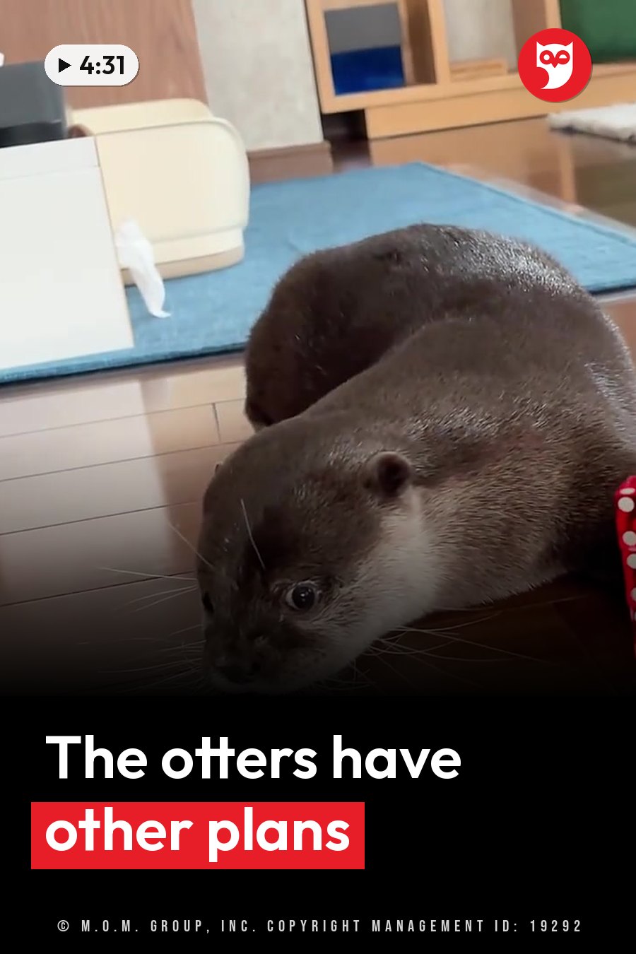 A dark-furred otter with white face markings crawls across a wooden floor near a blue rug. A headline runs in white letters across the lower third.