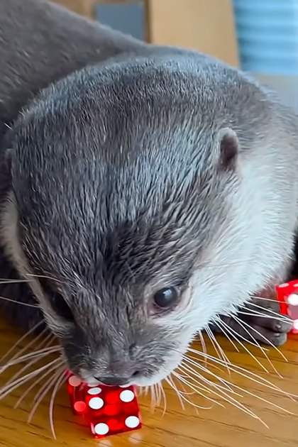 A gray otter with white markings indoors, surrounded by red dice on a wooden table.