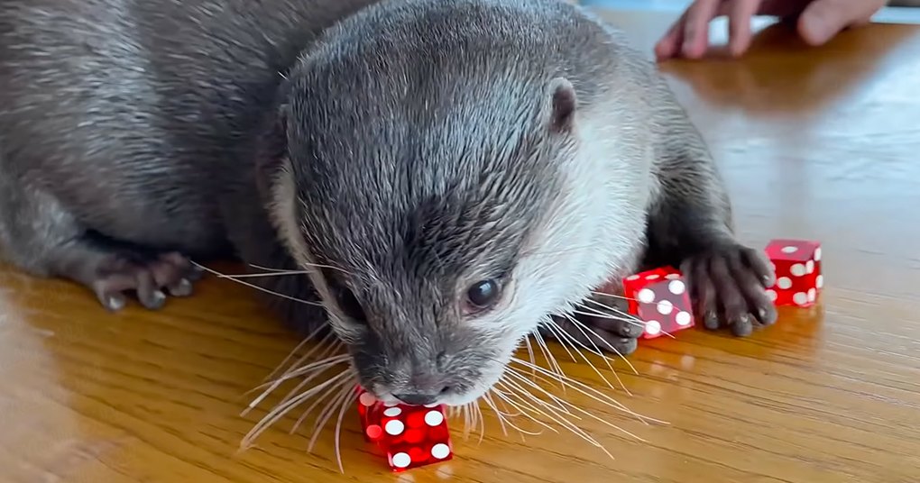 A gray otter with white markings indoors, surrounded by red dice on a wooden table.