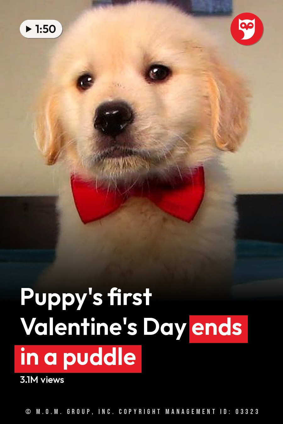 A golden retriever puppy with a light tan coat and red bow tie, indoors in someone's home. The setting includes neutral-colored walls and natural light from windows. The headline runs in white letters across the lower third.
