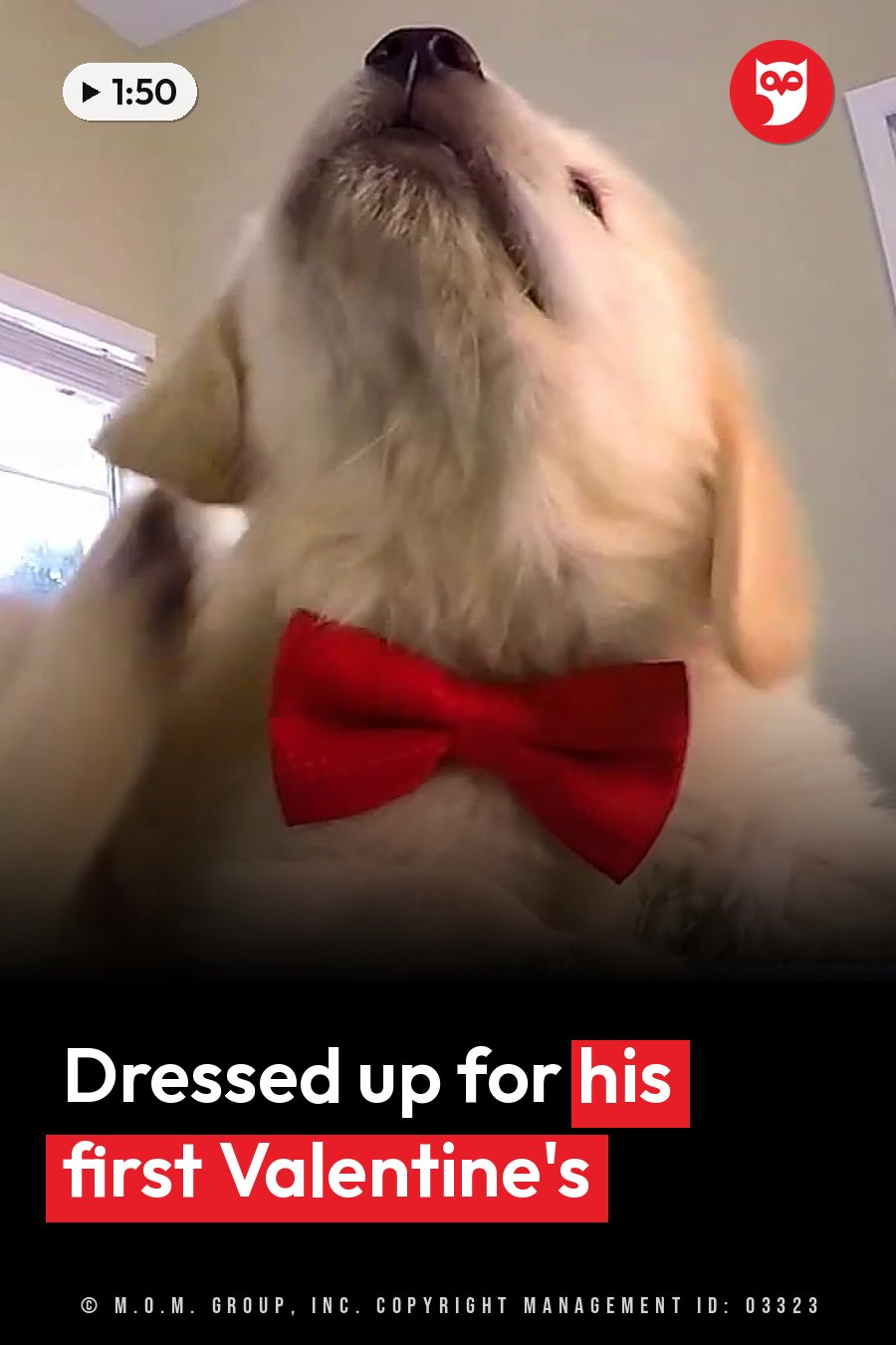 A fluffy light-colored puppy in a red bow tie looks upward with his mouth slightly open. A headline runs in white letters across the lower third.