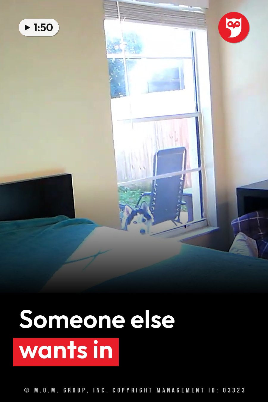 A dog looks in through a window at a room with a bed. A headline runs in white letters across the lower third.