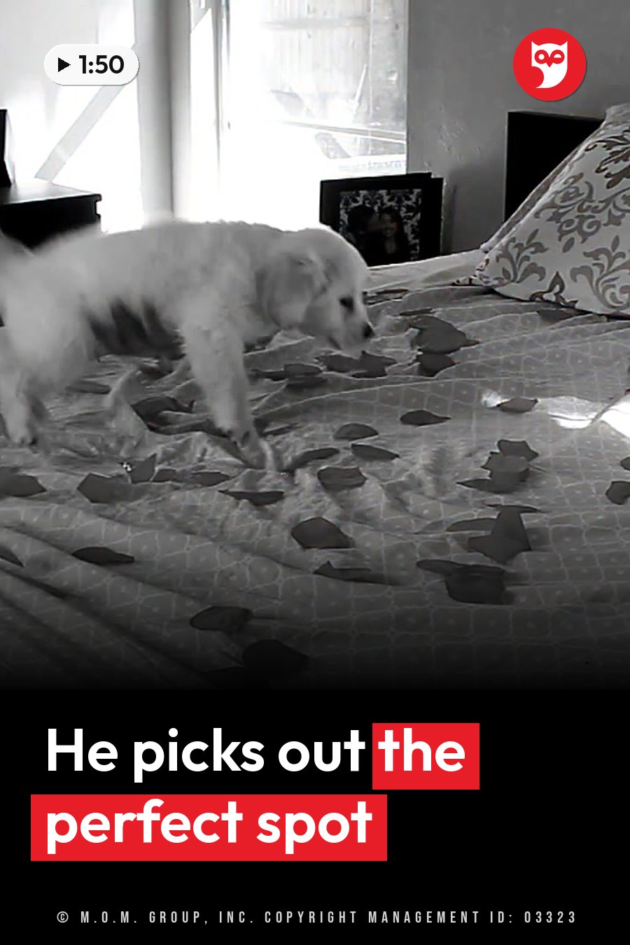 A light-colored puppy walks across a bed with patterned sheets, sniffing near a framed photo on the headboard. A headline runs in white letters across the lower third.