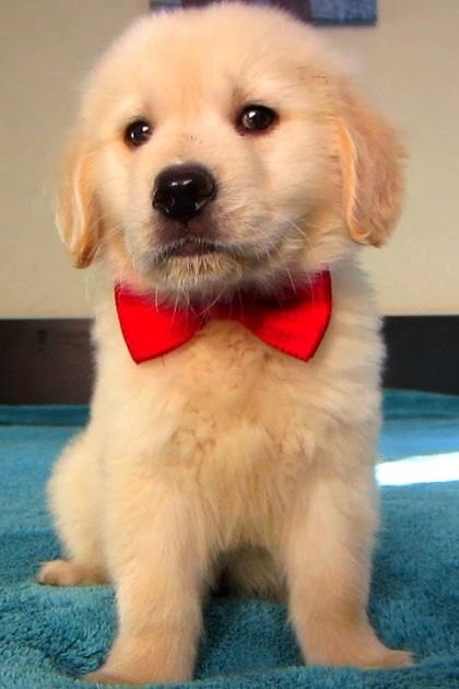 A golden retriever puppy with a light tan coat and red bow tie, indoors in someone's home. The setting includes neutral-colored walls and natural light from windows.