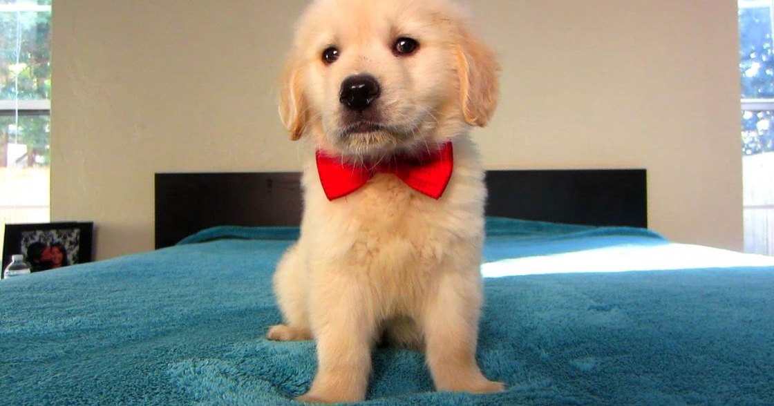 A golden retriever puppy with a light tan coat and red bow tie, indoors in someone's home. The setting includes neutral-colored walls and natural light from windows.