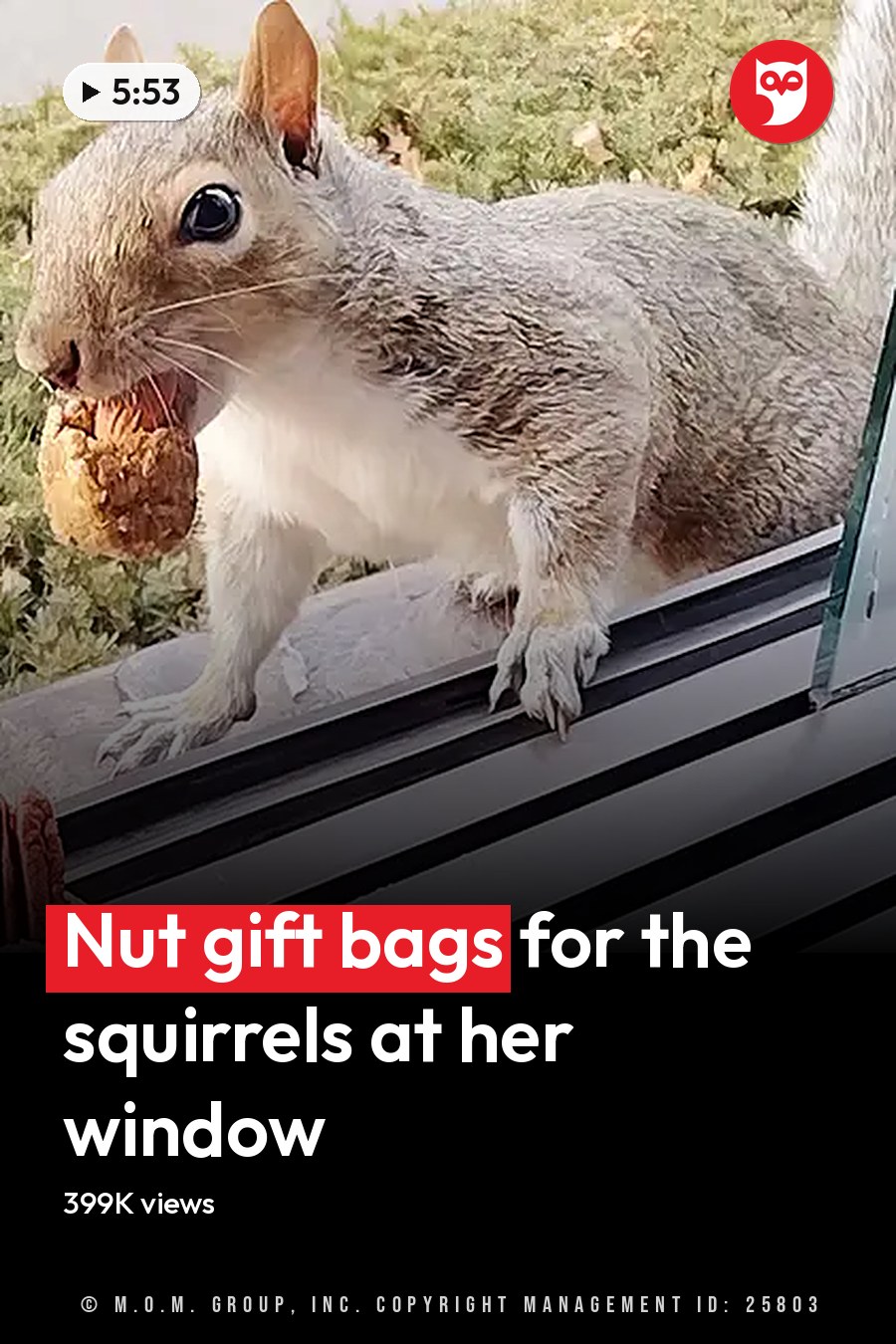 A squirrel with gray fur and a white underbelly sits near food items resembling nuts or seeds on a window sill, surrounded by outdoor greenery in natural daylight. The headline runs in white letters across the lower third.