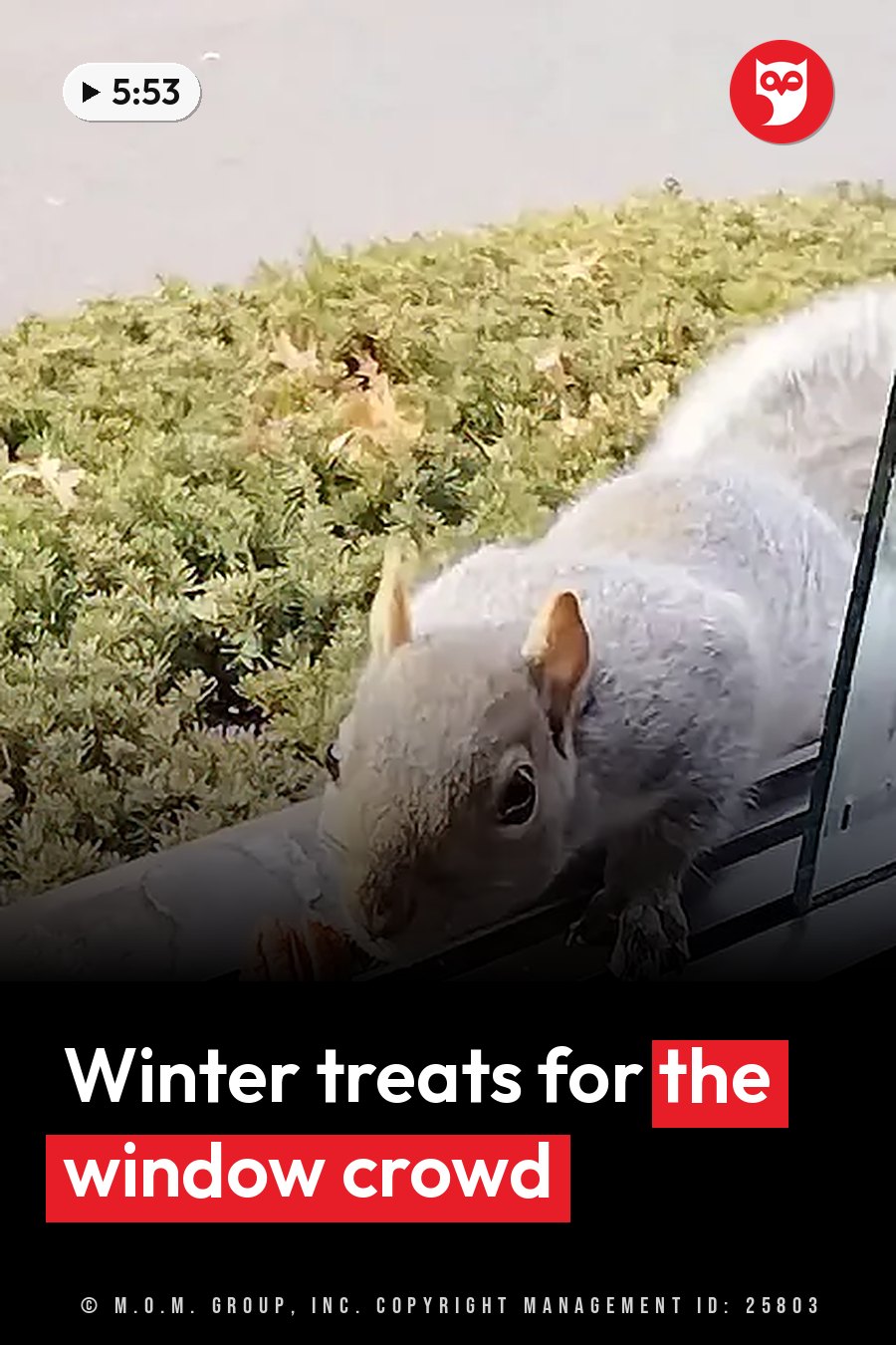 A gray squirrel eats food on a ledge, with green bushes and water in the background. A headline runs in white letters across the lower third.
