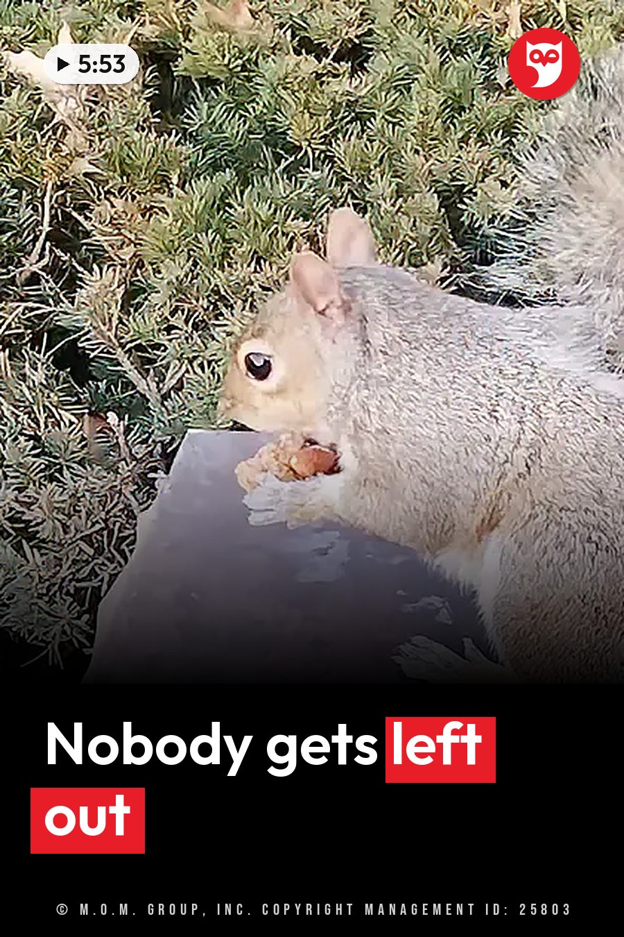 A gray squirrel holds a nut on a stone surface near green bushes. A headline runs in white letters across the lower third.