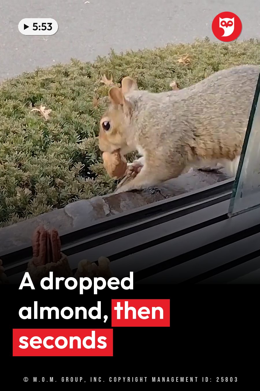A squirrel holds a nut near a window ledge, facing left, with green shrubs and pavement behind. A headline runs in white letters across the lower third.
