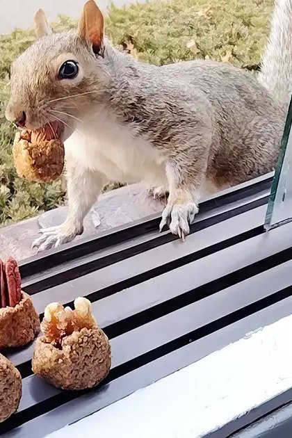 A squirrel with gray fur and a white underbelly sits near food items resembling nuts or seeds on a window sill, surrounded by outdoor greenery in natural daylight.