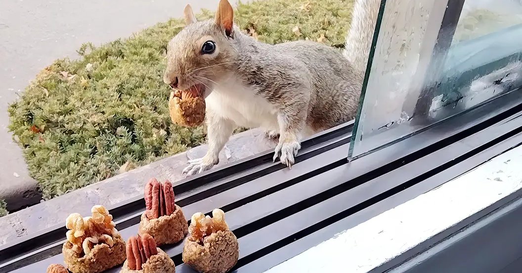 A squirrel with gray fur and a white underbelly sits near food items resembling nuts or seeds on a window sill, surrounded by outdoor greenery in natural daylight.