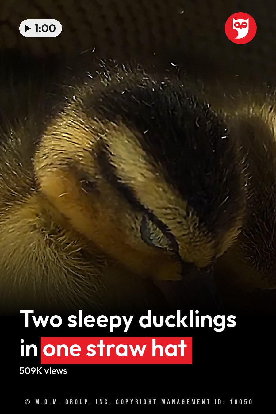 A baby duckling with yellow down feathers and dark markings around its eyes stands indoors near a partially visible straw hat. The headline runs in white letters across the lower third.
