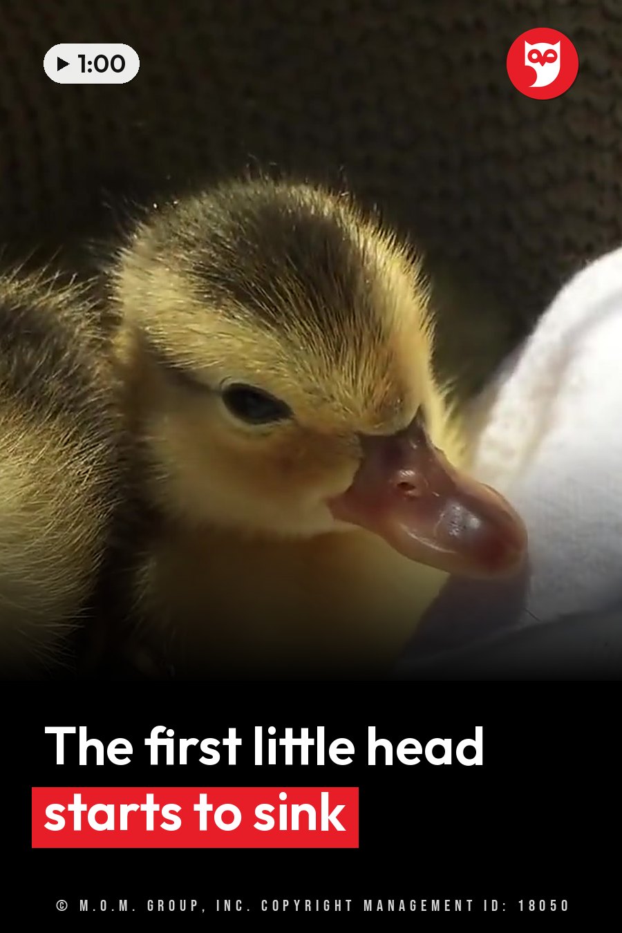 A small yellow duckling with dark eyes rests its head on a white surface. A headline runs in white letters across the lower third.