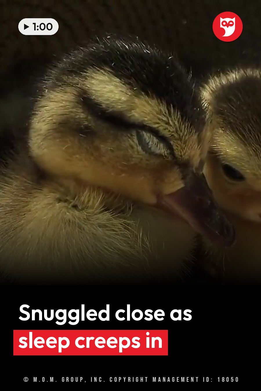 A yellow duckling with a dark head rests its beak near another duckling. A headline runs in white letters across the lower third.