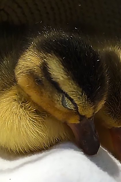 A baby duckling with yellow down feathers and dark markings around its eyes stands indoors near a partially visible straw hat.