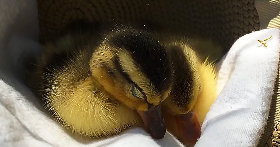 A baby duckling with yellow down feathers and dark markings around its eyes stands indoors near a partially visible straw hat.
