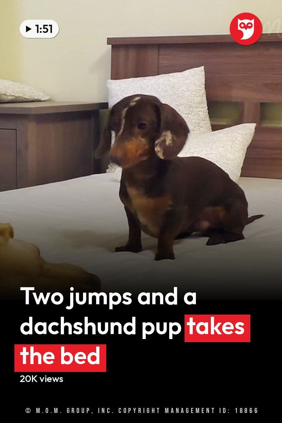 Two dogs, a golden retriever adult with light brown fur and a dachshund puppy with dark brown and tan markings, in a bedroom setting with white bedding, wooden furniture, and a shelf of items. The headline runs in white letters across the lower third.