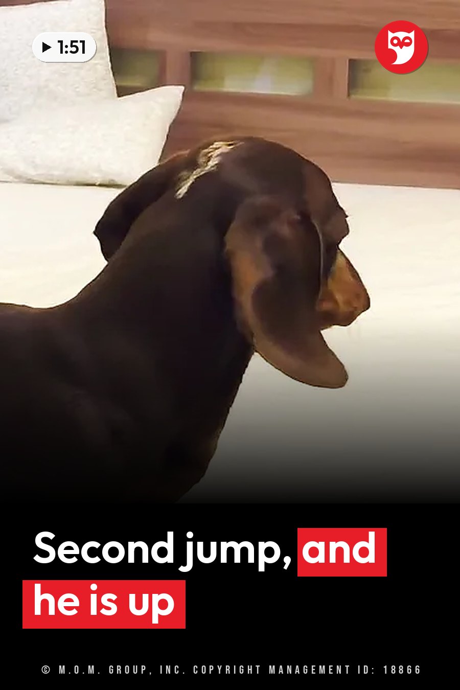 A brown dog with floppy ears sits on a bed near pillows and a wooden headboard. A headline runs in white letters across the lower third.