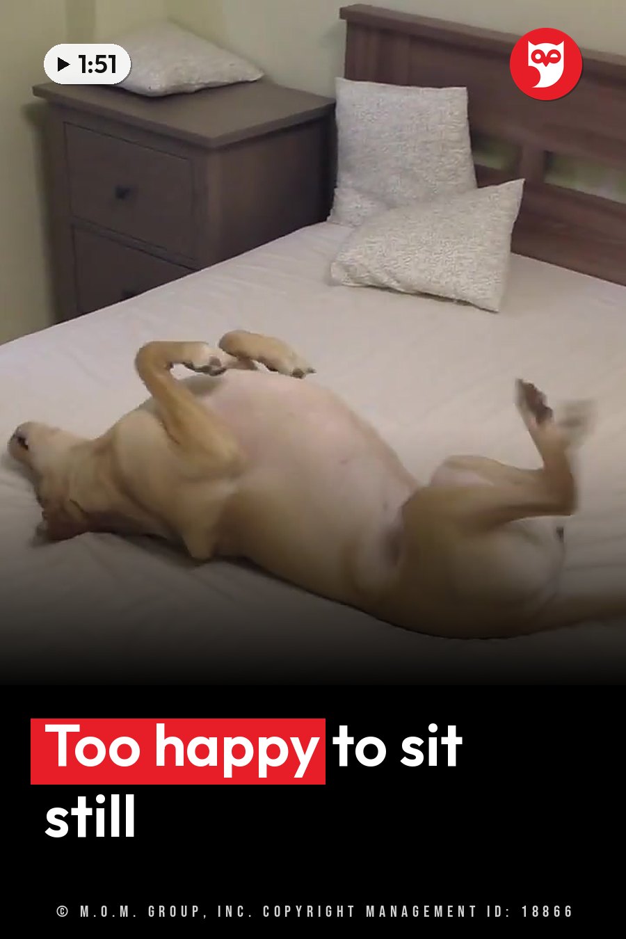 A dog lies on his back on a bed with white sheets, legs kicking up in the air. A headline runs in white letters across the lower third.