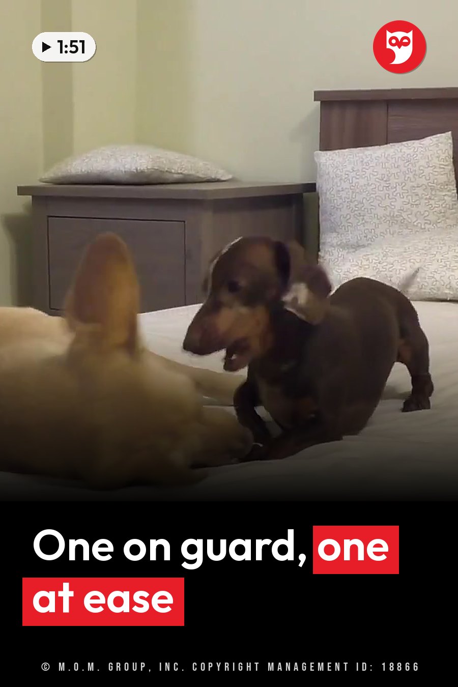 Two dogs on a bed. A brown dog stands alert while a light-colored dog lies down nearby. A headline runs in white letters across the lower third.