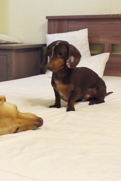 Two dogs, a golden retriever adult with light brown fur and a dachshund puppy with dark brown and tan markings, in a bedroom setting with white bedding, wooden furniture, and a shelf of items.