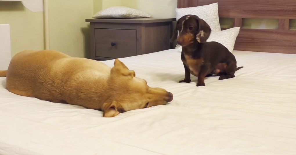 Two dogs, a golden retriever adult with light brown fur and a dachshund puppy with dark brown and tan markings, in a bedroom setting with white bedding, wooden furniture, and a shelf of items.