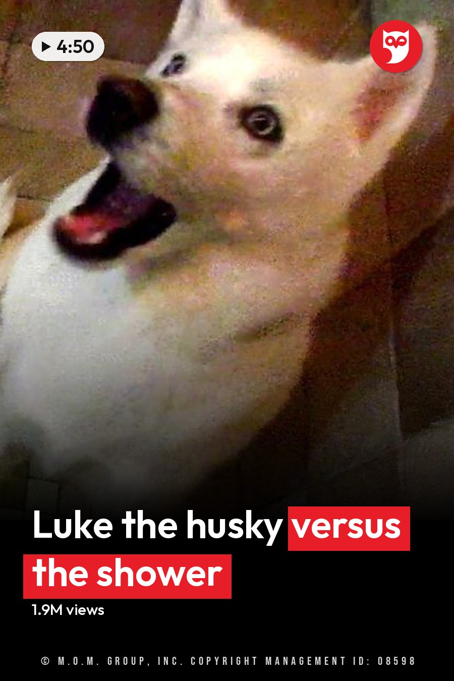 An adult Shiba Inu dog named Luke with brown markings on face and ears inside a shower with tiled walls, reading 'LUKE VS SHOWER.'. The headline runs in white letters across the lower third.