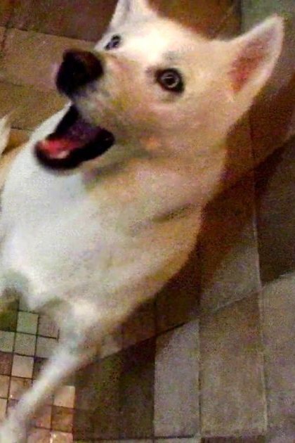 An adult Shiba Inu dog named Luke with brown markings on face and ears inside a shower with tiled walls, reading 'LUKE VS SHOWER.'