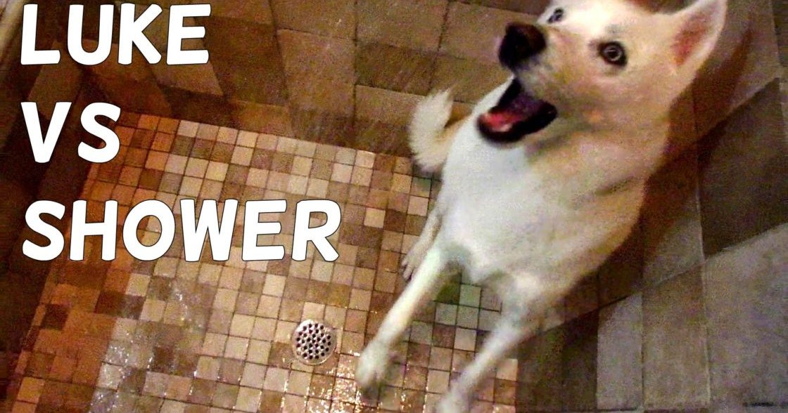 An adult Shiba Inu dog named Luke with brown markings on face and ears inside a shower with tiled walls, reading 'LUKE VS SHOWER.'