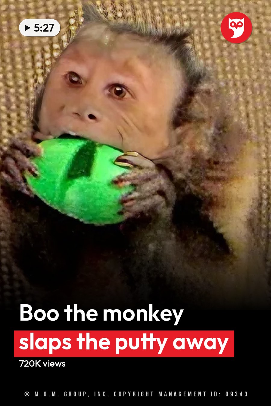 A capuchin monkey with brown fur indoors in a living room setting, holding something green. The headline runs in white letters across the lower third.