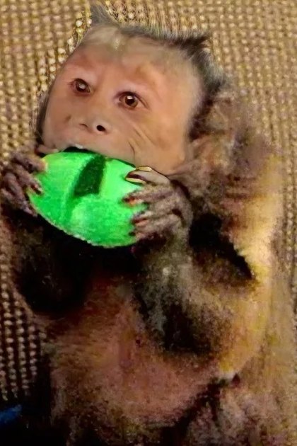 A capuchin monkey with brown fur indoors in a living room setting, holding something green.